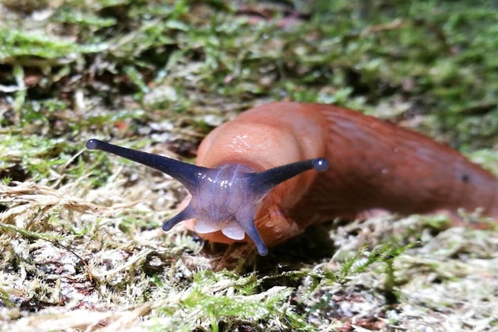 garden pests slugs