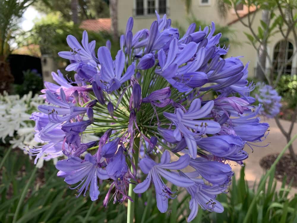 agapanthus for mid century modern garden design