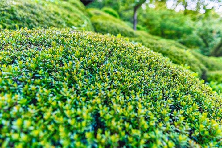 boxwood for mid century modern garden design