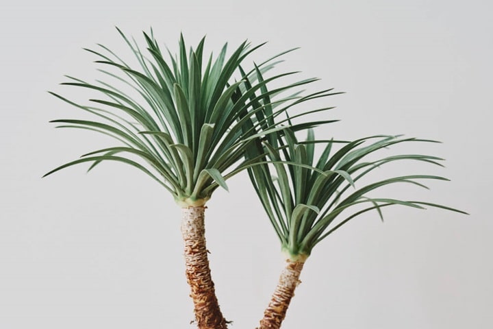 yuccas mid century modern garden design