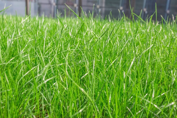 let the grass grow to rewild your garden