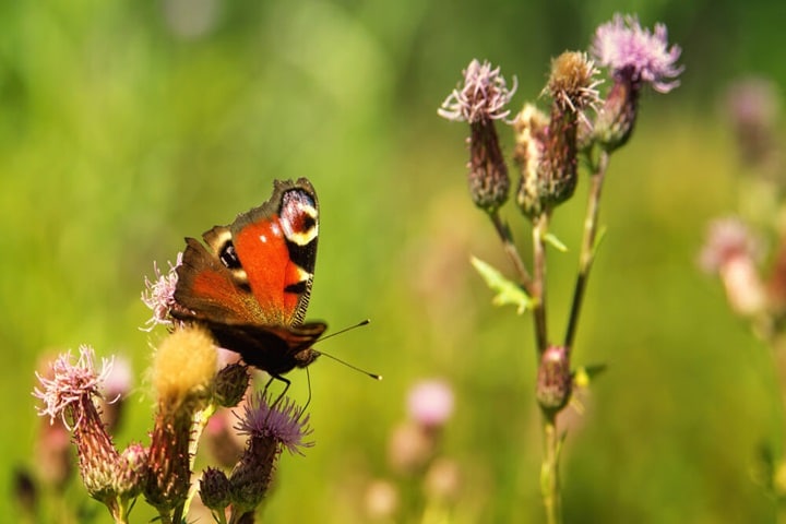 work alongside wildlife with scandi garden ideas