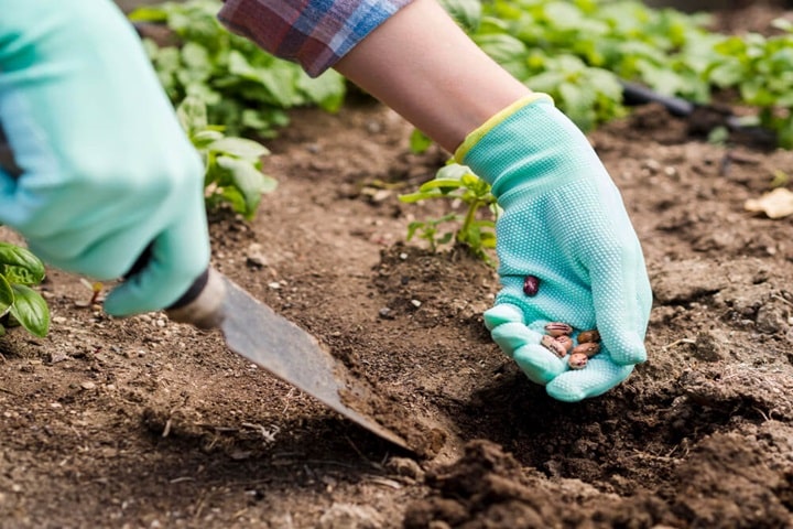 sowing seeds top tips