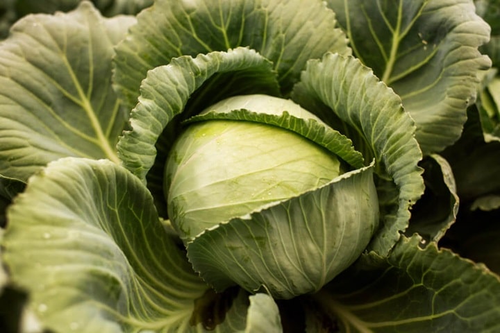 what to sow in june cabbage