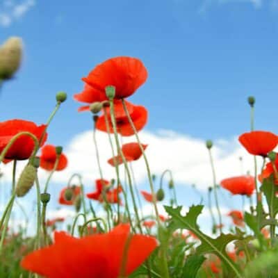 what to sow in june