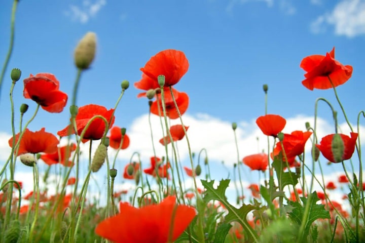 what to sow in june poppy