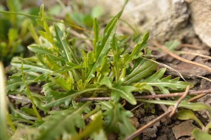 what to sow in june rocket