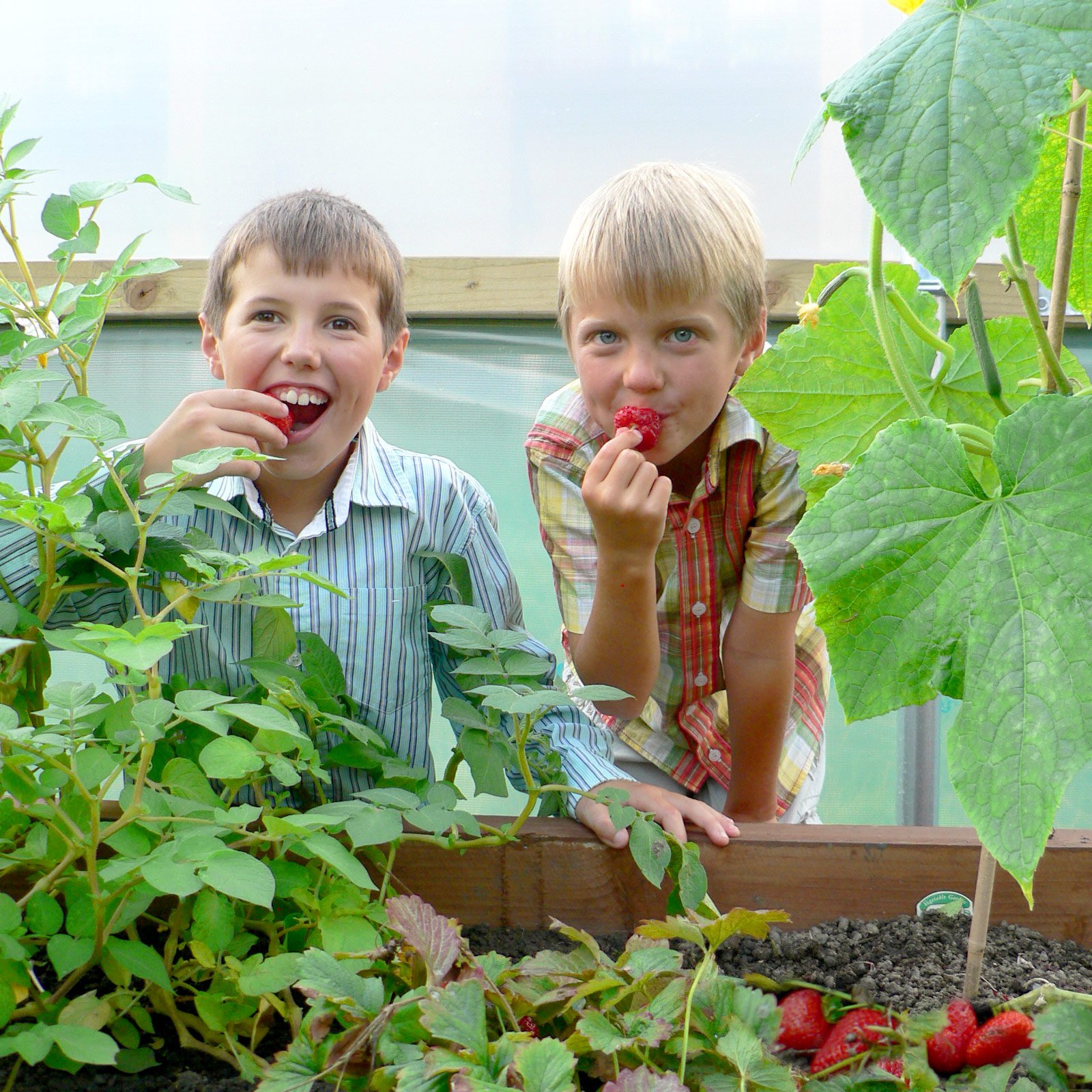 6ft (1.83m) Wide Polytunnel - Image 5