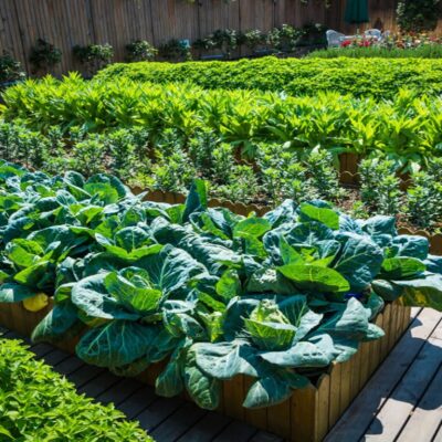 how to fill raised garden beds