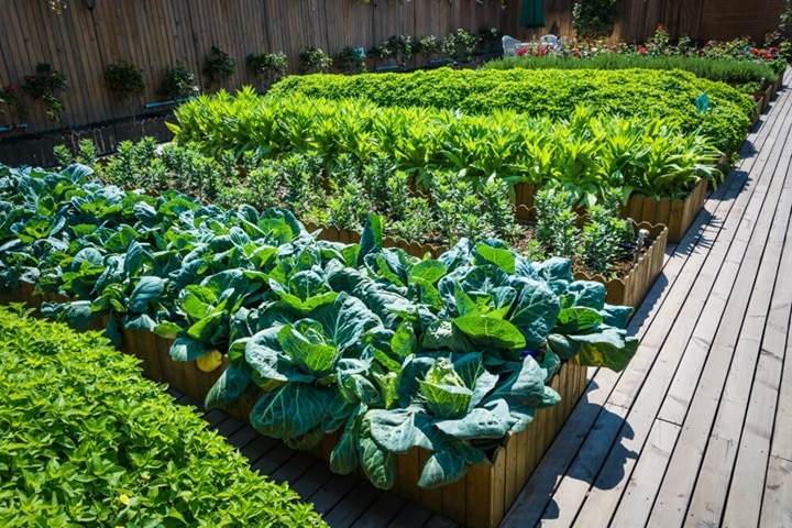 how to fill raised beds