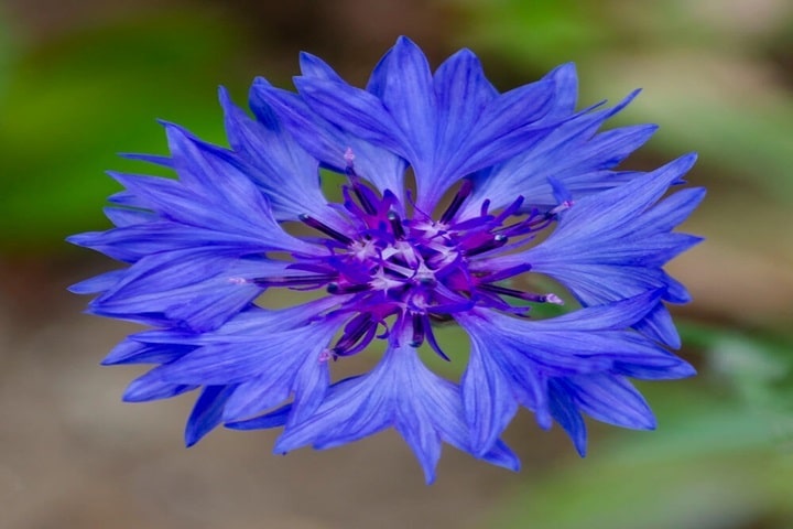 patio plants cornflower
