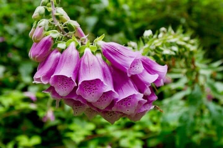 perennial plants foxglove