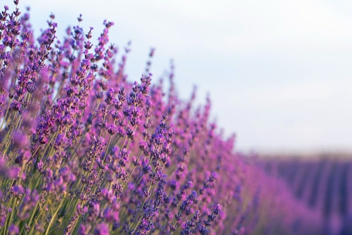 patio plants lavender