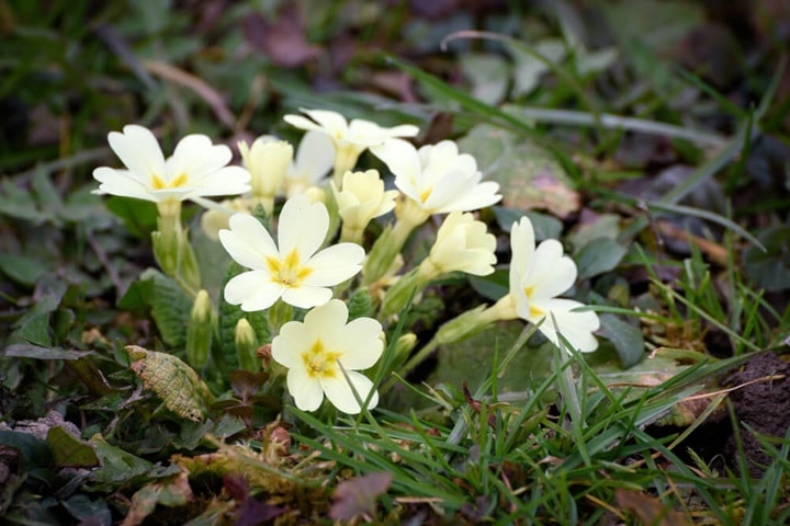 primrose perennial plants