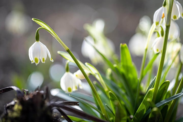 snowdrops perennial plants