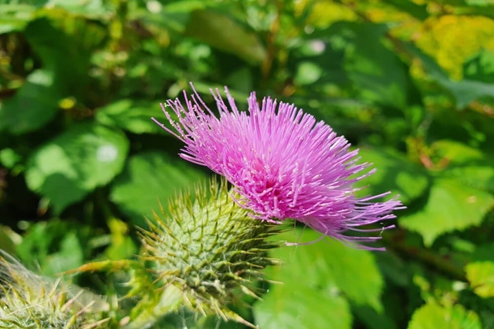 perennial plants teasal