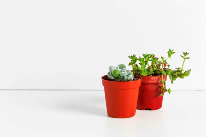 clay plant pot sizes