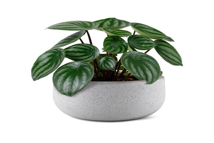 plant pot sizes concrete