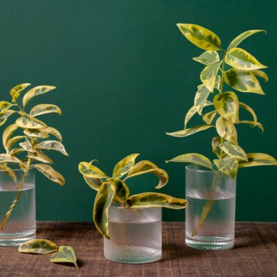 plants that absorb water