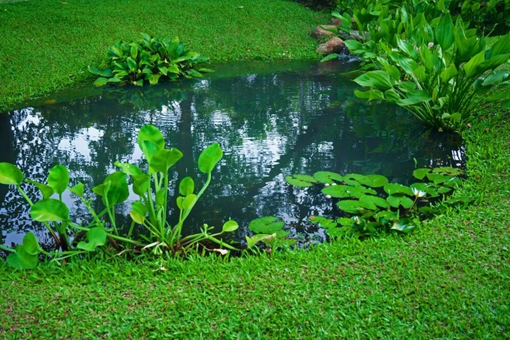 plants that absorb water ponds