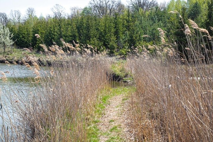 plants that absorb water swales