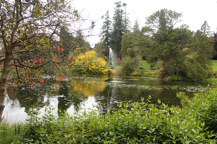 plants that absorb water rain gardens