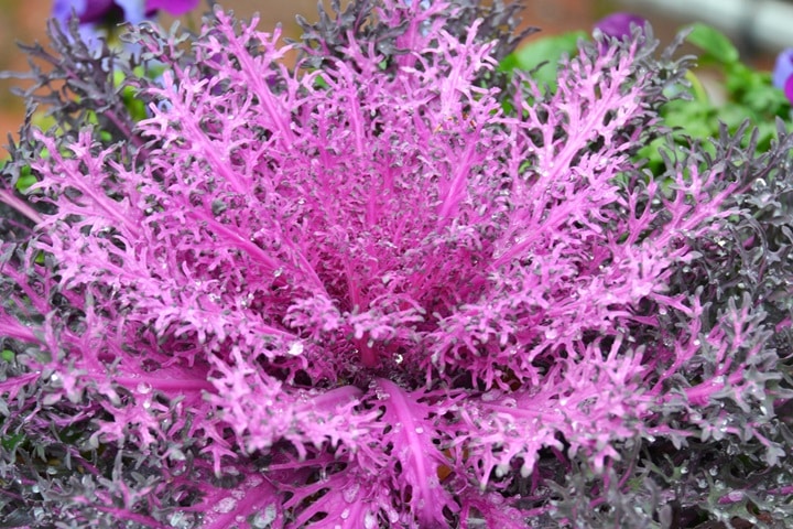 kale summer vegetables
