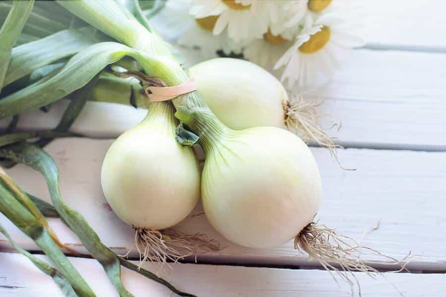spring onions summer vegetables