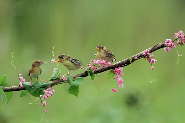 vegetable gardening mistakes birds