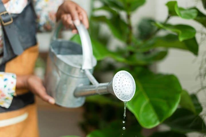 vegetable gardening mistakes overwatering