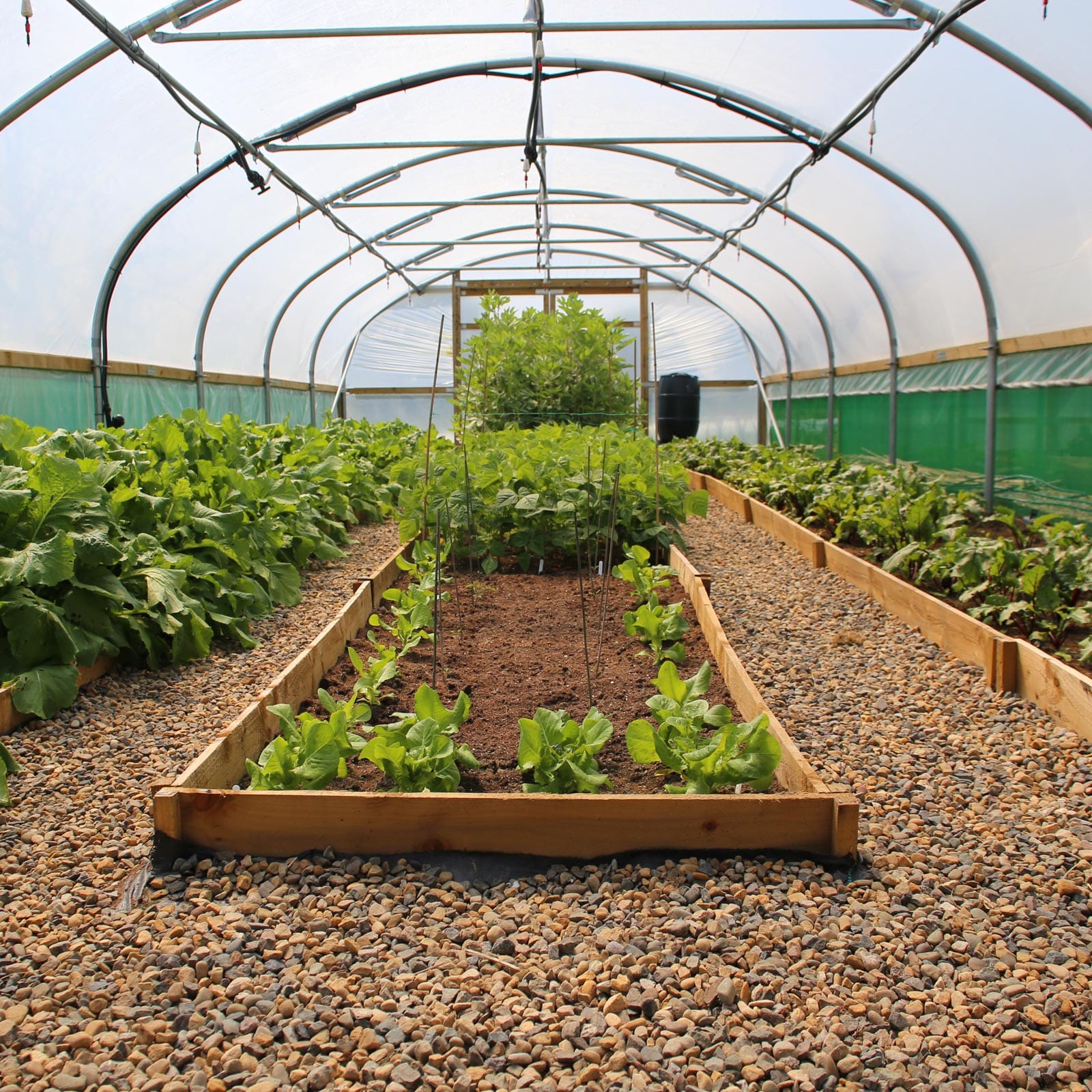 18ft (5.49m) Wide Polytunnel - Image 9
