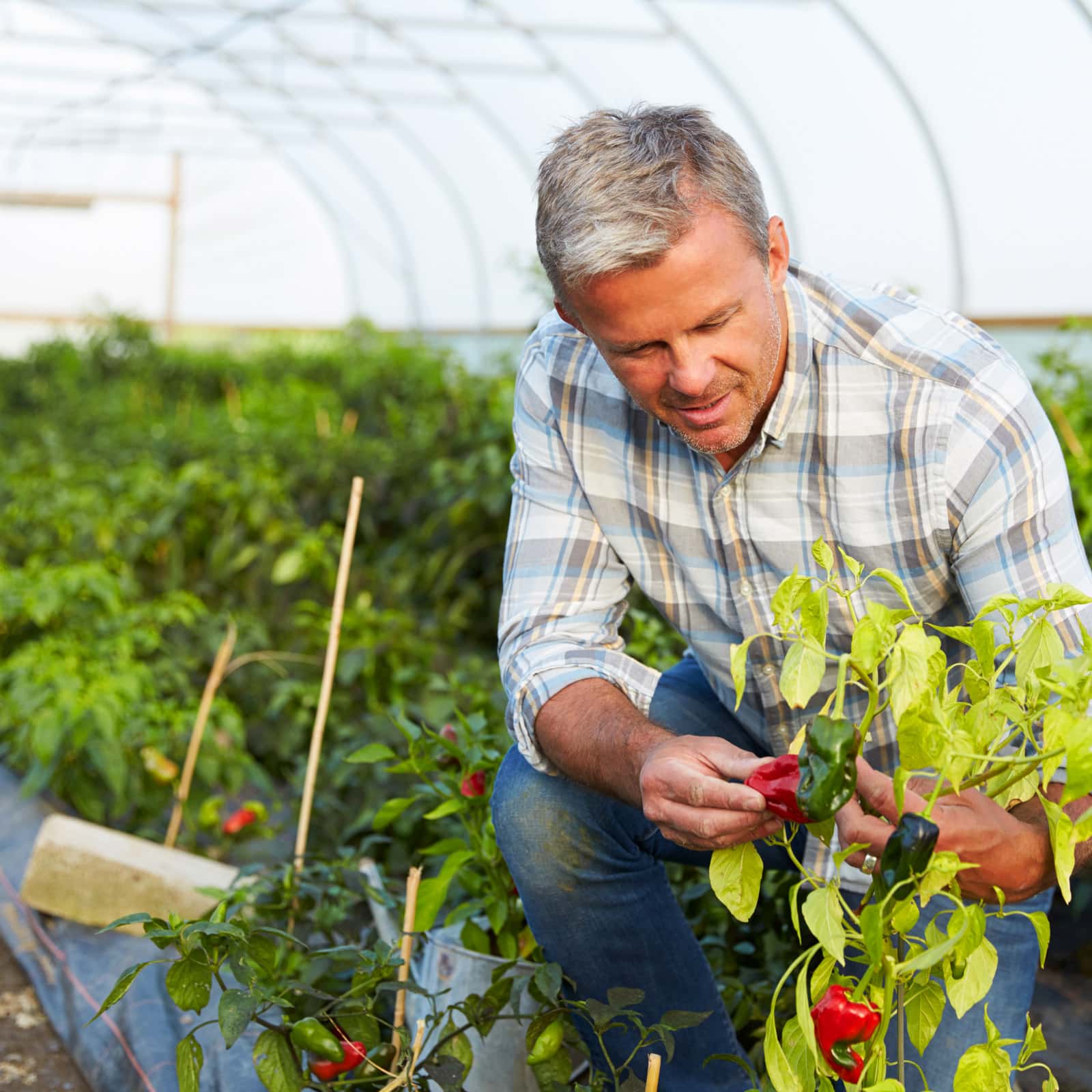 28ft (8.53m) Wide Polytunnel - Image 8