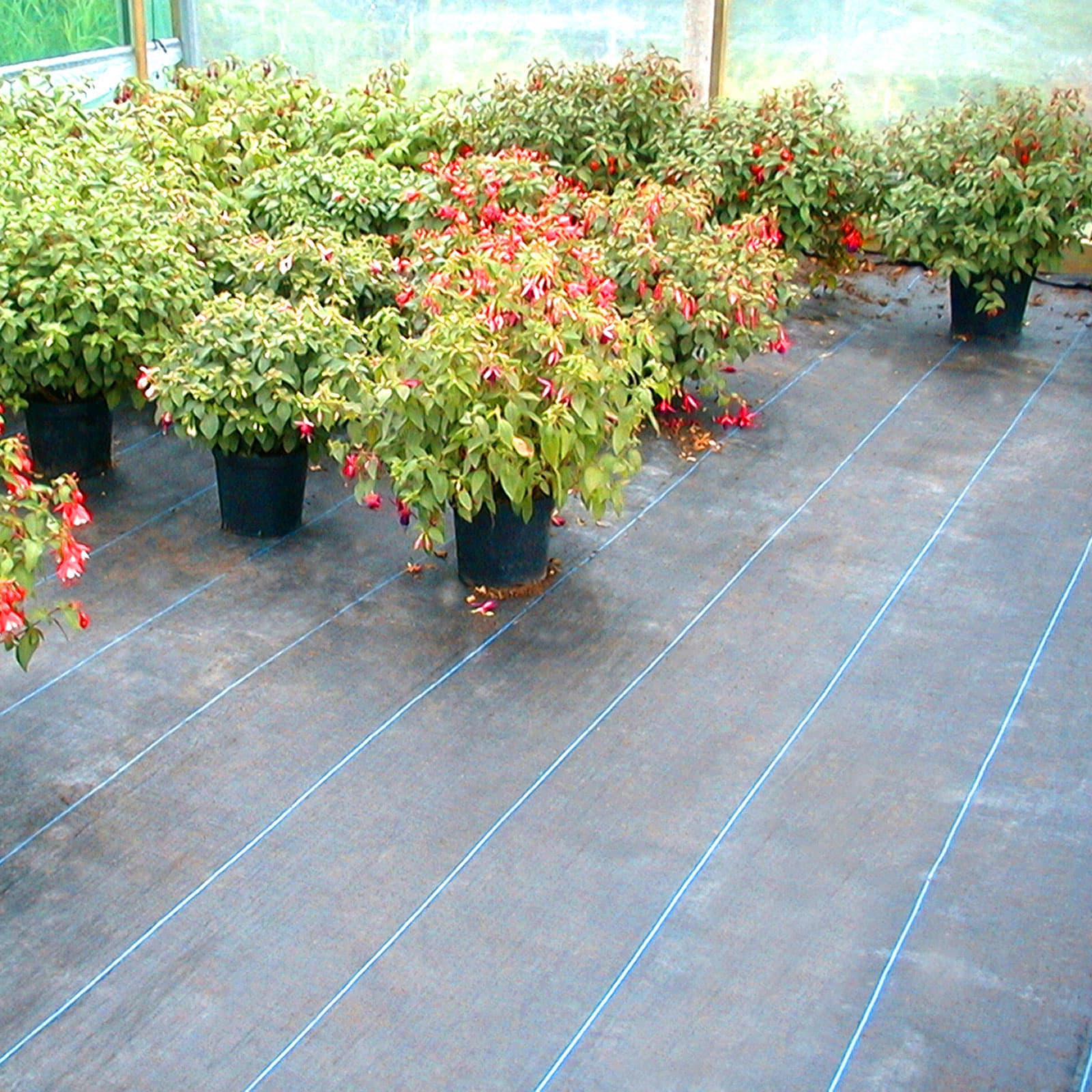 Ground Cover Weed Control - Image 2