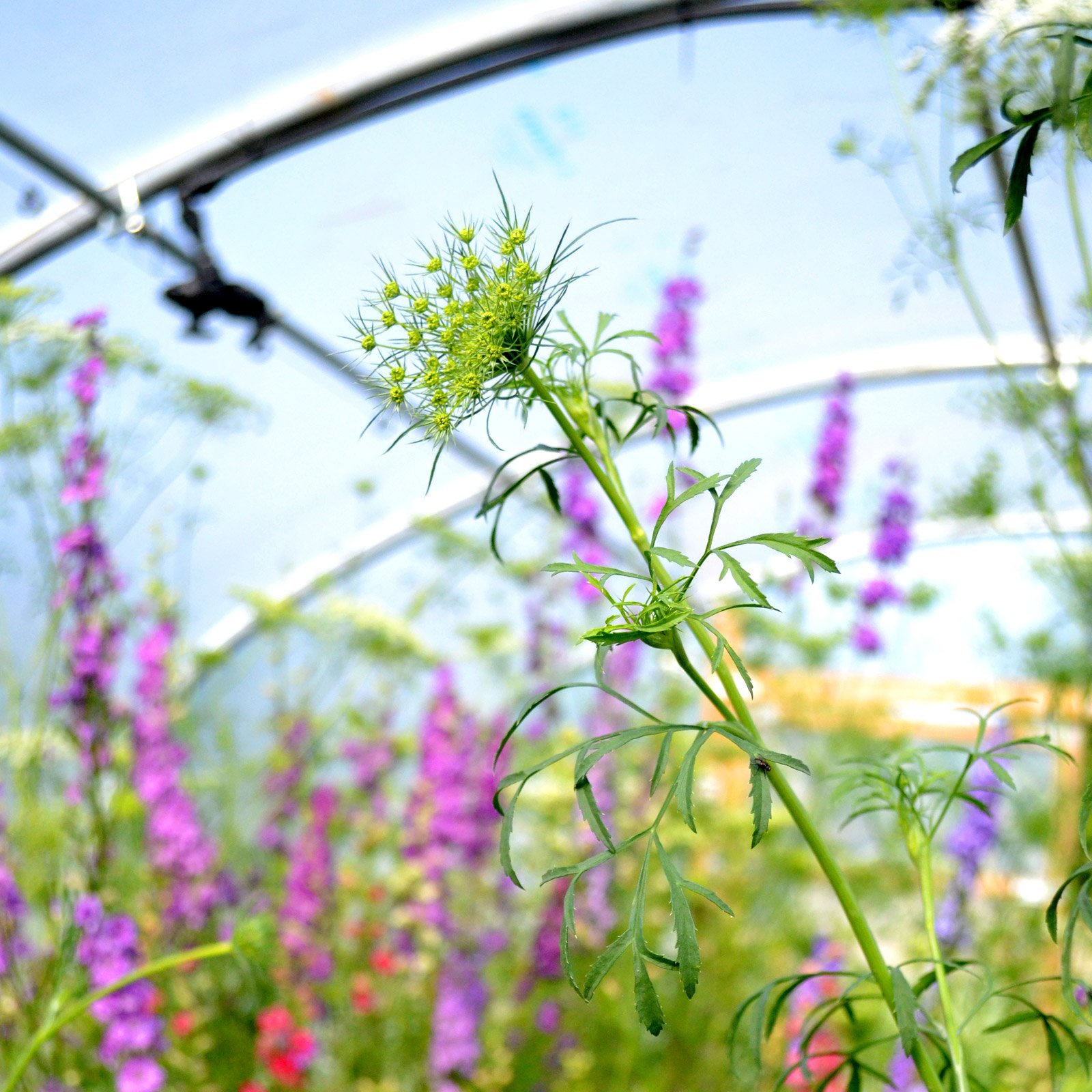 26ft (7.92m) Wide Polytunnel - Image 3