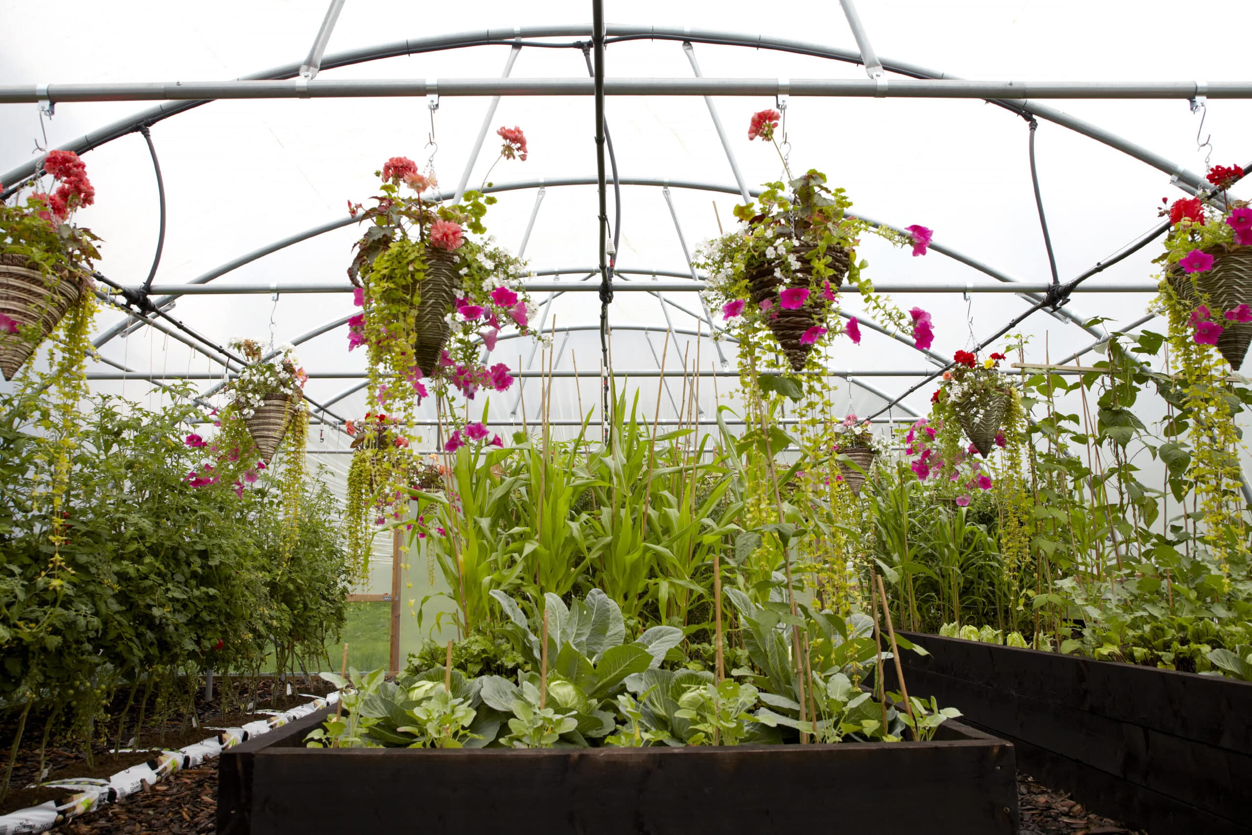 26ft (7.92m) Wide Polytunnel - Image 2
