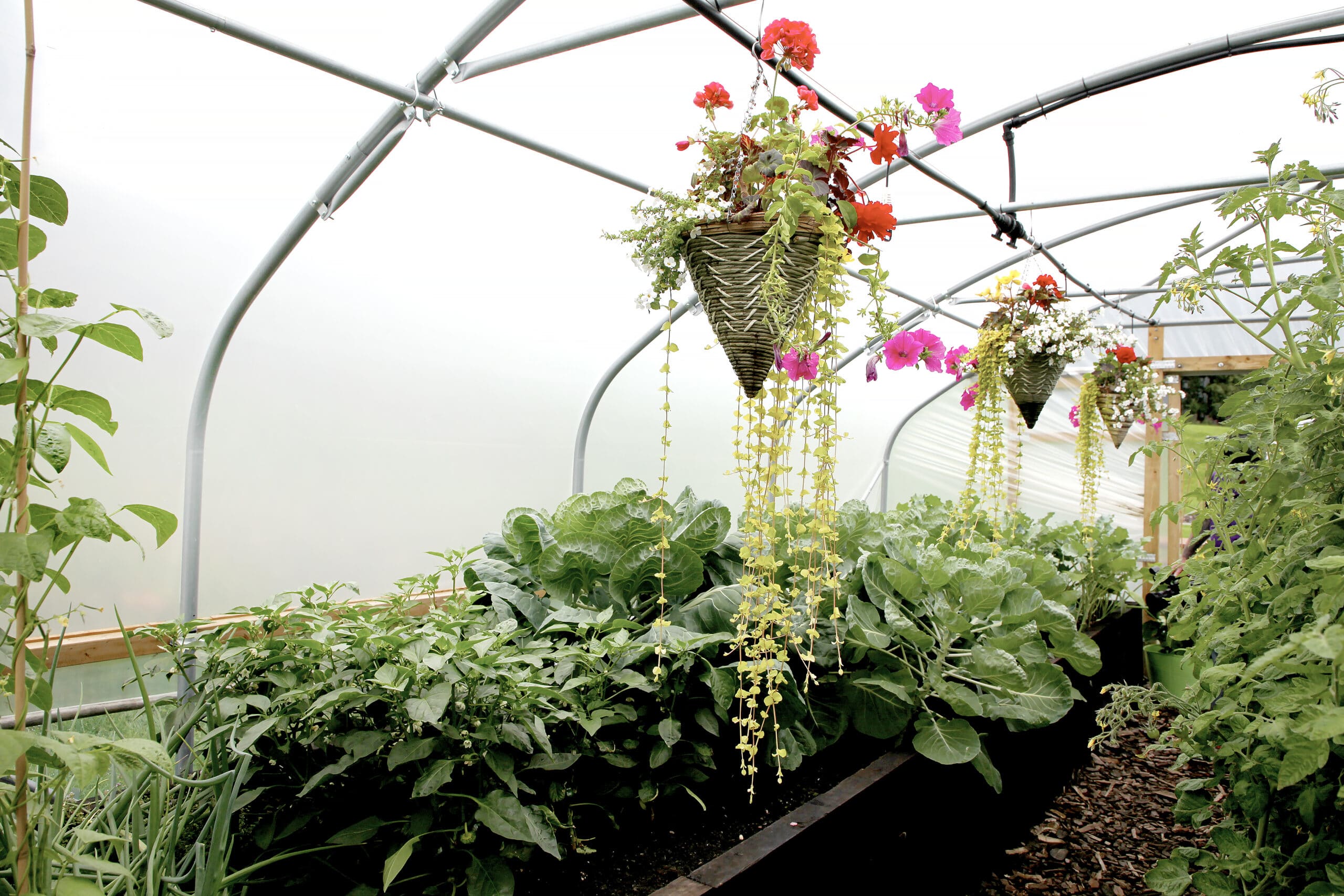 Crop Bars for Polytunnels - Image 7