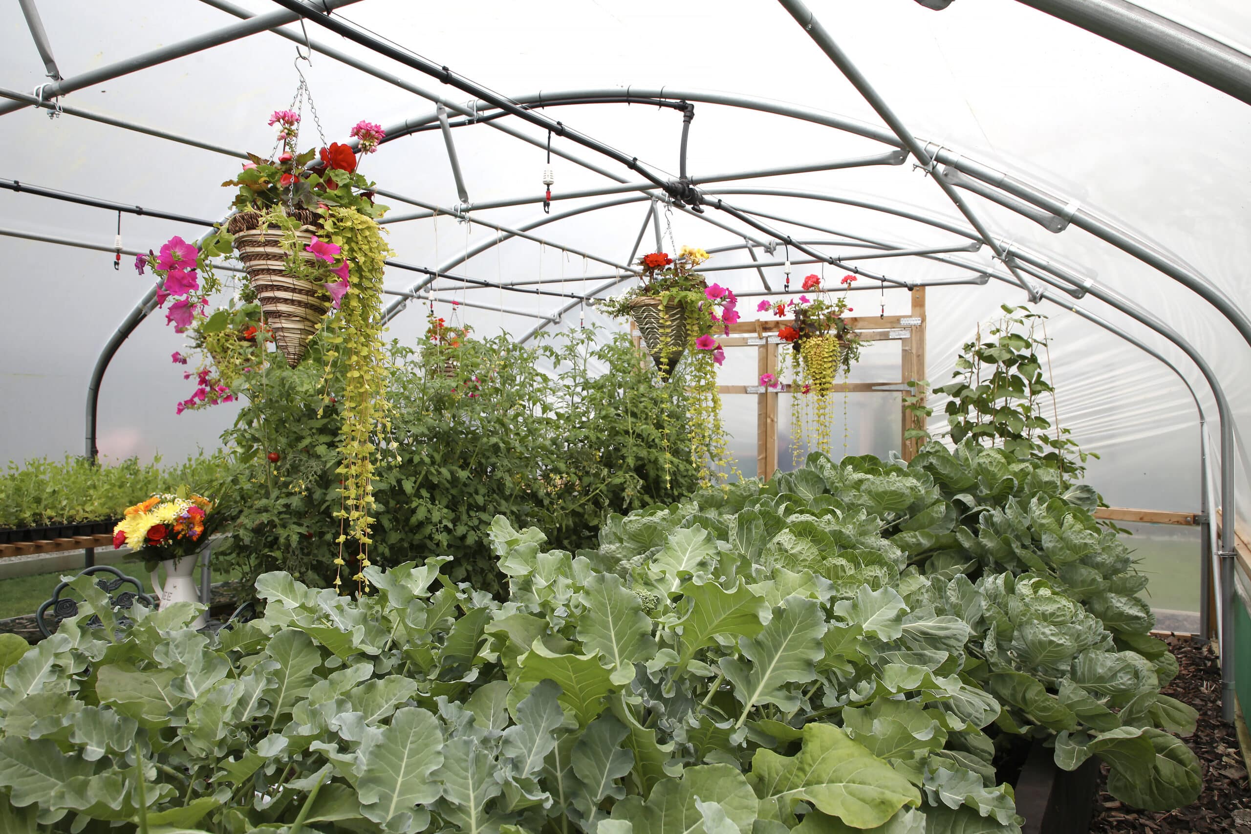 Crop Bars for Polytunnels - Image 5