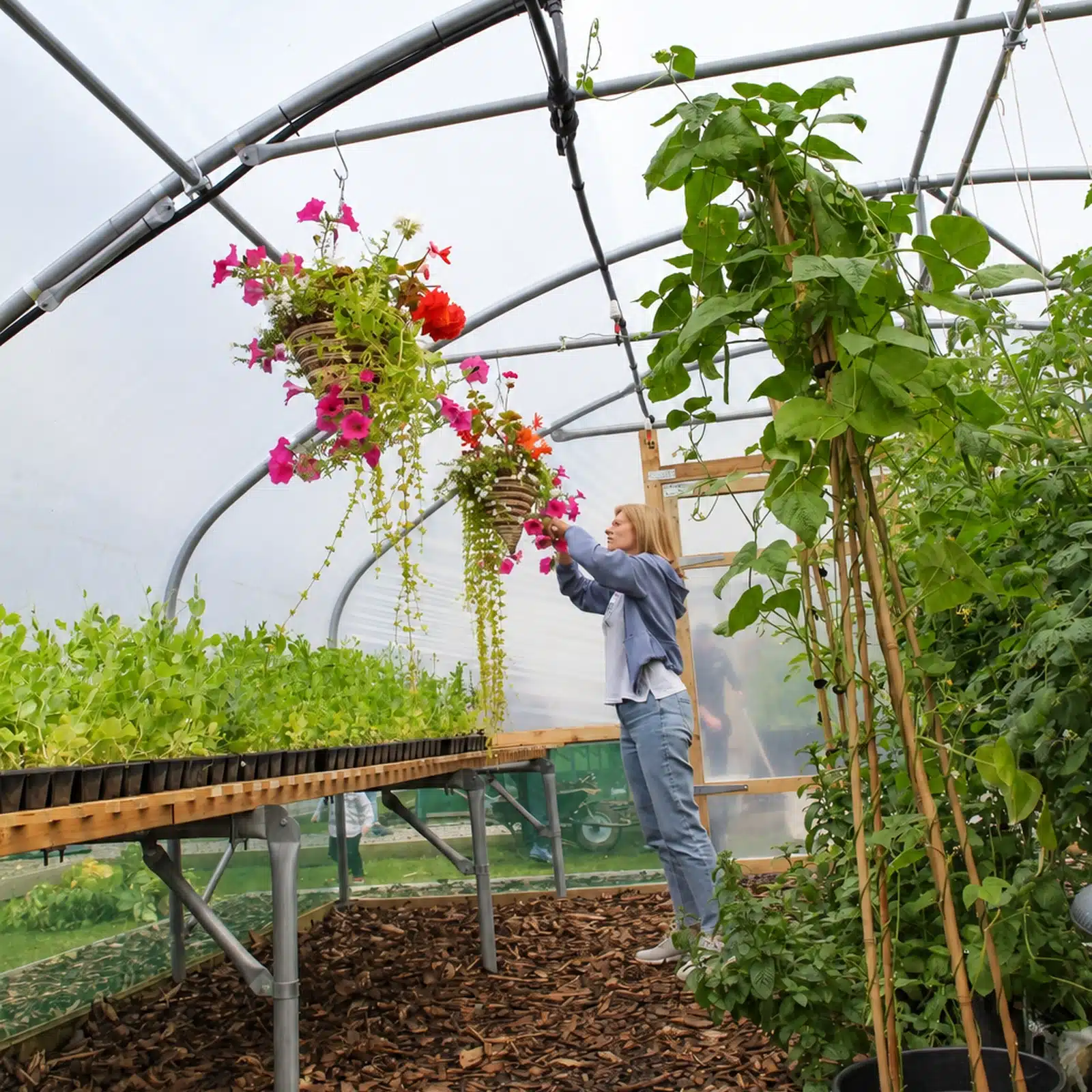 18ft (5.49m) Wide Polytunnel - Image 4