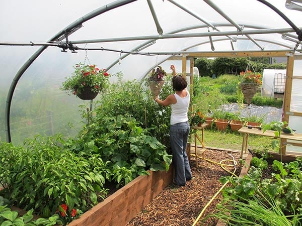 companion planting tobacco Companion Planting Guide