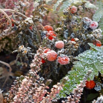 frost resistant plants