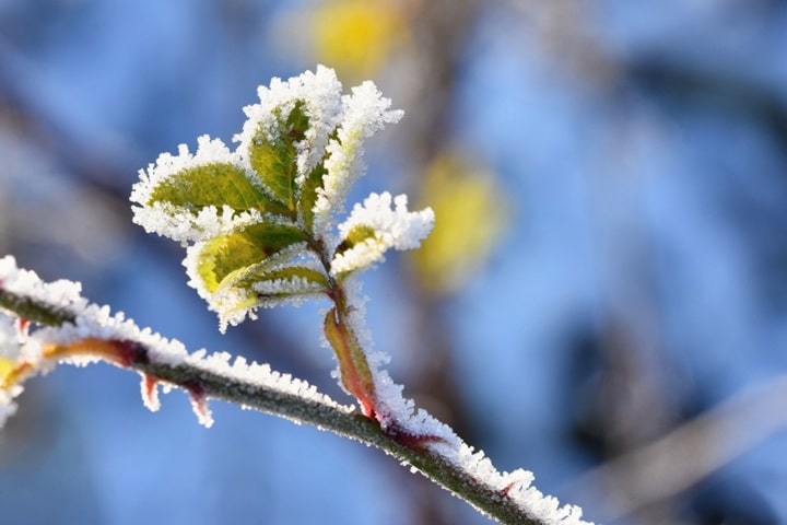 protecting plants from frost with frost resistant plants