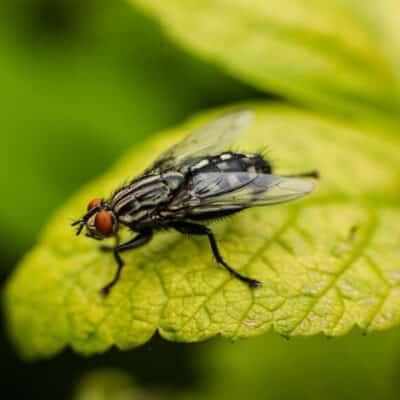 how to get rid of fruit flies