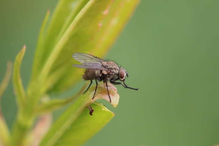how to get rid of fruit flies identifying the problem