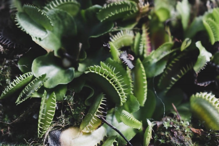 summer gardening with kids grow carnivorous plants