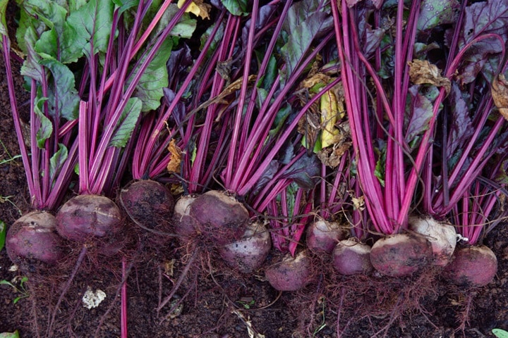 what vegetables grow in full shade roots