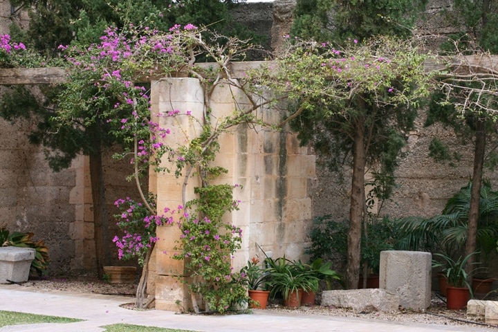 Mediterranean garden trees