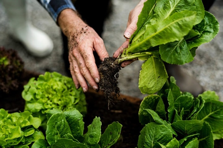 polytunnel growing for beginners what to grow