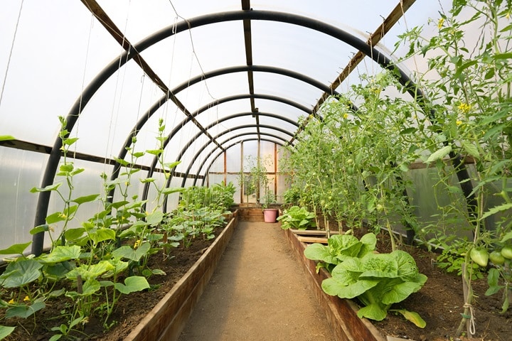 what size polytunnel do i need what to grow