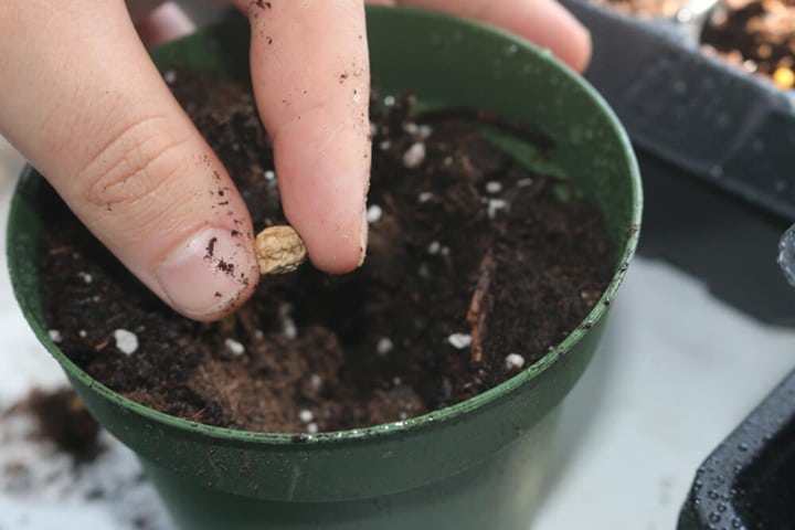 growing season starting seeds indoors