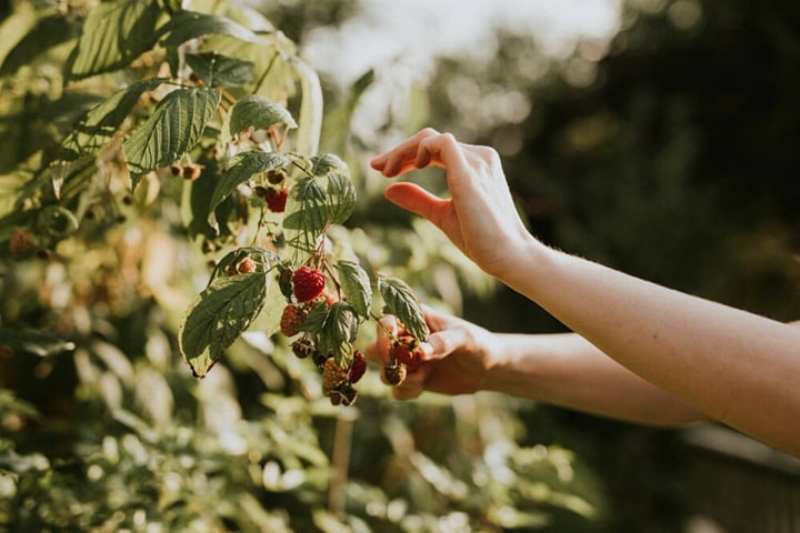 how to dry fruit picking